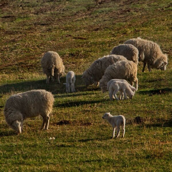 Wollen sokken van vrij grazende schapen en geiten